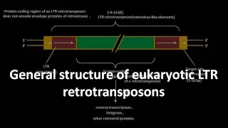 LTR retrotransposon structure in eukaryotes