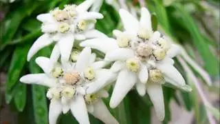 fleur du tyrol blackys