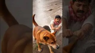 Kutte Ne Malik Ko Pani Me Girne Se Bachaya #ai #aishorts #aivideo