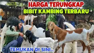 HARGA BIBIT KAMBING INI ASLI BUKA BUKAAN‼️PENONTON DI JAMIN PUAS