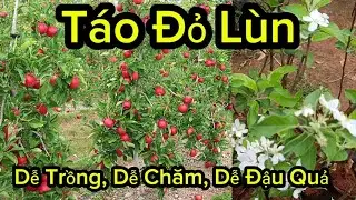 Giống Cây Táo Đỏ Lùn Mỹ Trồng Ở Việt Nam Cực Kỳ Năng Suất