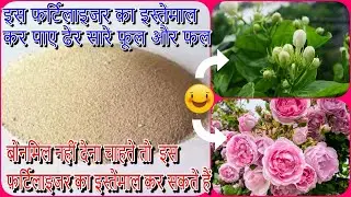 Use this Fertilizer for heavy flowering| Phosphorus Rich Organic Fertilizer|Rock Phosphate|V185