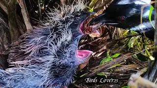 Coucal chicks eat horned beetles