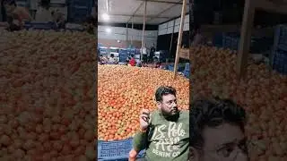 Super Export Quality Tomato 🍅 Nasik to Bangladesh Losing