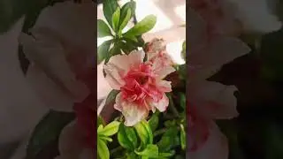Azalea flower||Azalea flower flower shot video||#exquisiteloveofnature #youtubeshorts