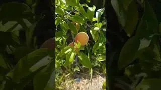 scarlet plums zone 10a