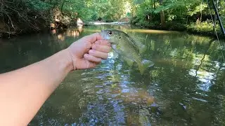 Middle TN Creek Fishing - Multiple Species