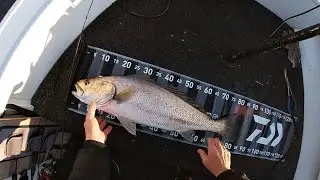 Fishing for Jewfish & Flathead on lures Lake Macquarie