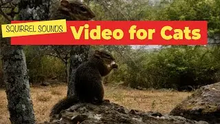 SQUIRREL SOUNDS- Squirrels for Cats To Watch