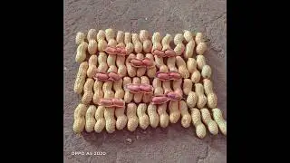Friends For Food Exports ( peanuts ) 🥜