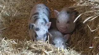 Animal shelter needs help building pig enclosure