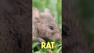 This Animal Can Survive Without Water