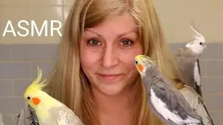 ASMR Birds Eating Millet and Seeds | Extra crunchy sounds