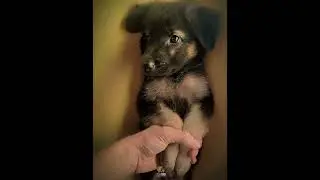 To my pet...🥰 Rovan  boy...🐕#srilanka #mydog #rovan #vairal #shortvideo