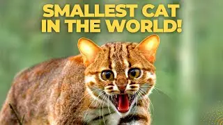 Самый маленький кот в мире | Ржаво-пятнистый кот