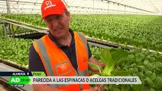 Pak Choi Residuo Cero de Primaflor