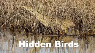 Bird Camouflage