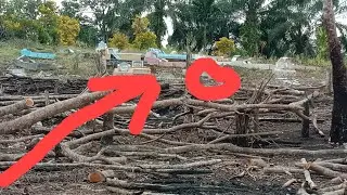Только Сингсо Нью Уэс может срубить сахарную пальму на кладбище.