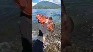Pesca na ilha do Prumirim - Ubatuba #pesca #pescaria #fishing #fish