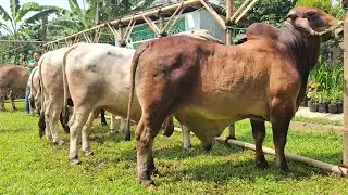 BONGKAR SAPI BRAHMAN RED BLACK AND WHITE BINTANG TANI MADANI FARM‼️🔥🔥🔥