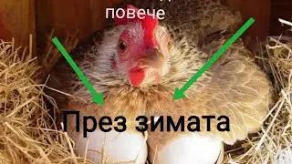 Супер Рецепта 100% Ефективност | Как Кокошките ви да Снасят Повече яйца