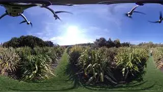 360 fly over the National NZ Flax Collection