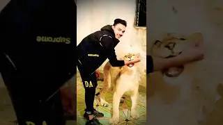 Lion bite my hand😱🦁#wildlion #animals #attack #lion #tigerlion #wildlife #shortsfeed #vairalshort