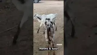 गीर mahima & kaveri owner @jayeshpatel sir #shorts #gircows