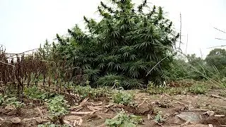 Thieves Target an Indianapolis Hemp Farm Multiple Times This Month