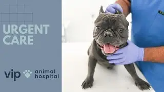 VIP Animal Hospital |  Urgent Care