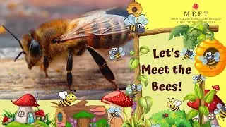 Let's Meet The Bees! | Bumble Bees and Honey Bees| online preschool educational video for kids