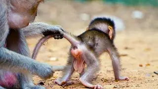 Momma Never Miss With her Adorable Newborn Baby Monkey ____ Mom Holding Her Baby While Learn Walking