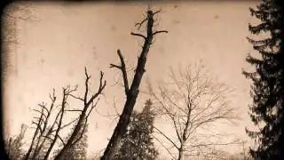 Windsor For The Derby - The Melody Of A Fallen Tree (fan video)