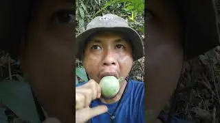 A forest fruit that is very similar to guava