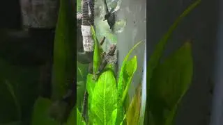 Mottled sculpin attacks shrimp #fishing #trout #fish #outdoors #nature