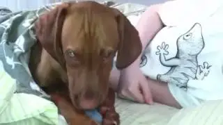 Dognip