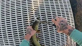 PSYCHO PIKE! Catch of the day! Big Lake MN! Central Minnesota fishing!