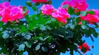 ❤️❤️❤️ কি করে যে মন হারাই কি করে প্রেম হয় এই মন জানে ❤️❤️❤️