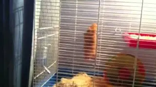 Stunt Hamster