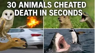 30 Animals That Cheated Death in Seconds 😱 | Shocking Escapes by 1 Million Laugh's