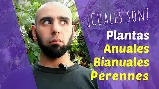 &iquest;Cuales son las Plantas ANUALES, BIANUALES y PERENNES?