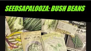 Seedsapalooza #2: Bush Beans&hellip;Sharing My Seeds