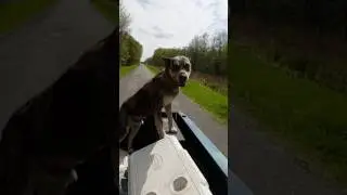Dog riding in the back of my truck in slow mo