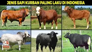 MEMILIKI KUALITAS DAGING TERBAIK! 6 Jenis Sapi Kurban Paling Laris di Indonesia 2022