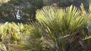 Mediterranean dwarf palm | keystone species