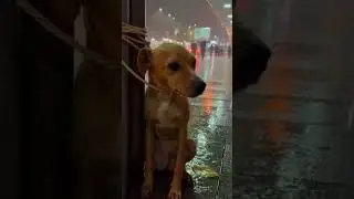 Everyone Walked Past This Dog in the Rain&hellip; Except One Person