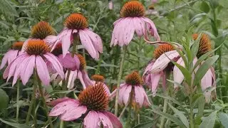 Beautiful Flowers That Color the World 1 #flowers #flowergarden