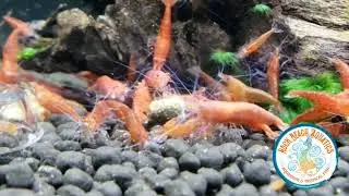 Awesome selection of Aquarium Shrimp at Amazing Local Fish Shop!