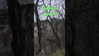 Цъфнало дръвче на 04.01.2026