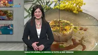 Viaggio in Liguria, la mimosa in tutte le sue versioni